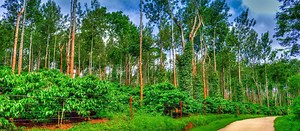 Coorg