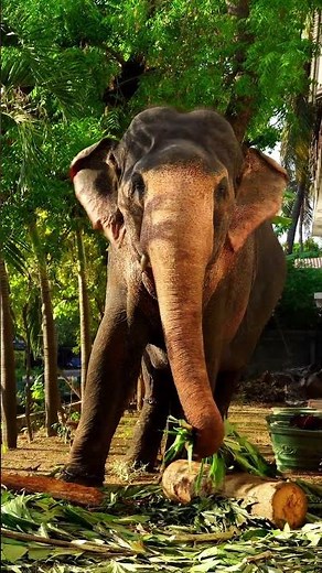 Elephant Having Fun with Fishtail Palm Leaves 🌿🐘 #elephant