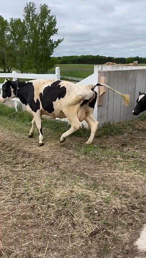 The cows are happy to help make ice cream! The cows are jumping for joy at Moomers Homemade Ice Cream in Grand Traverse County. | UpNorthLive