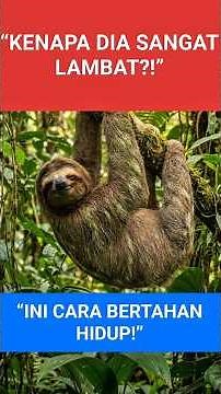 The “Laziest” Animal? How Sloths Survive with Extreme Energy Efficiency