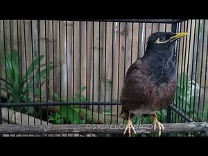 1 Hours Common myna bird song, Indian maina sound, mynah singing #SwallowBird