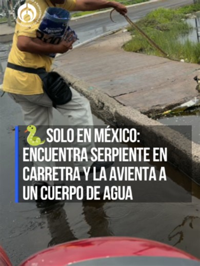 🐍México mágico y a favor de los animales: un vendedor vio a una serpiente sobre la carretera de Texcoco y en vez de escapar de ella o dejarla a su suerte, la agarró y la reubicó a su manera. #tiktokinforma #tiktokmehizover