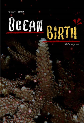 Night Magic: Witness Coral Spawning in Action