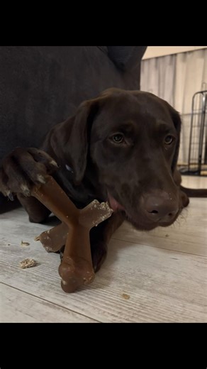 Introducing Tia: Our Adorable Chocolate Lab