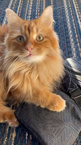 The world's most random floof. | The Oreo Cat