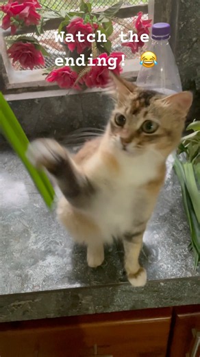 Tiny Kitten’s Funniest Playtime Ever 😂🐱