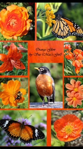 #Orangish collage