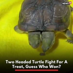 Two-headed turtle compete for a treat! #turtle #tortoise #treat #animals #animallove | News18
