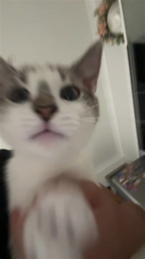 Hilarious Kitten Moment: Luka Slimes You Out!