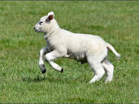 Happy Lambs Playing in the Pasture
