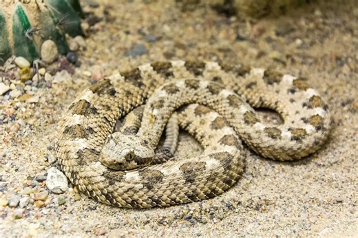 This Sidewinder Snake Reached a Record Breaking Size
