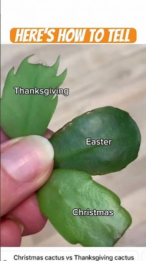 Here’s how to tell the difference between Thanksgiving cactus,Christmas cactus and Easter cactus 🌵