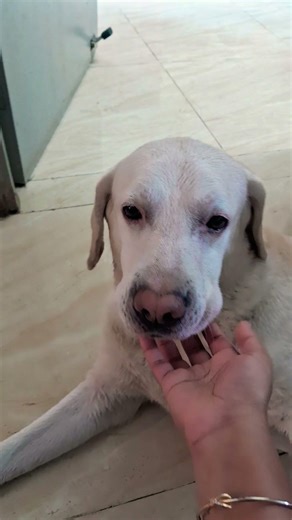 aaj maein nahaya hoon. #subscribemychannel #labrador #petshub #funnydog #viral #shortsfeed