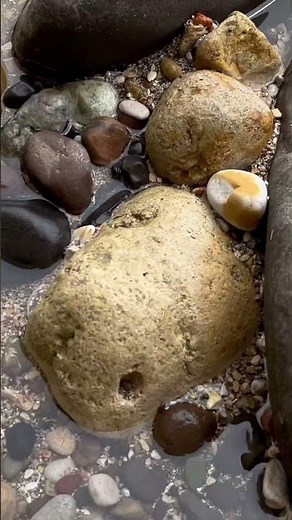Abalone shells are my favorite shells to find. #beach #shell #abalone