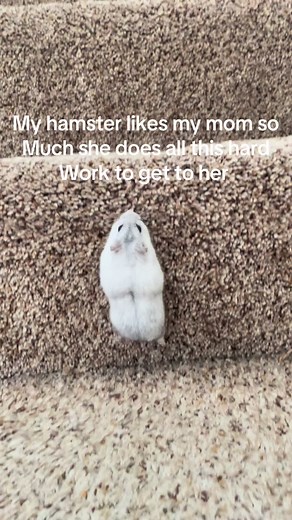 MoChi&CoCo (@mochicoco033)’s video of Hamsters