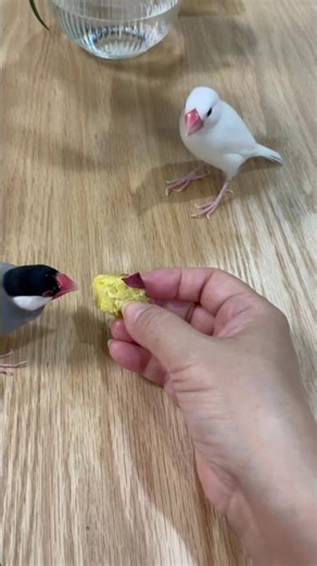 つくしは高みの見物#文鳥 #ペット #鳥 #かわいい #ふわもこ部 #birds #pet #finch #kawaii #癒し#javasparrow #shorts ⁡