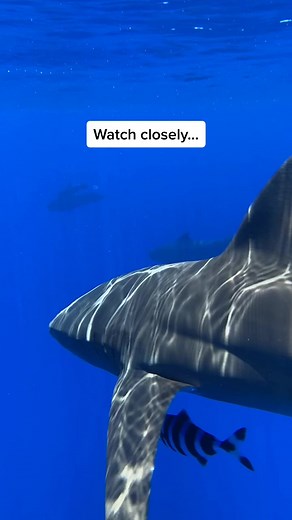 Male vs Female Shark Reproductive Differences Explained