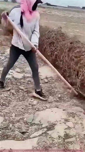 Cleaning Watermelon Vines, The Helper of the Farmland!