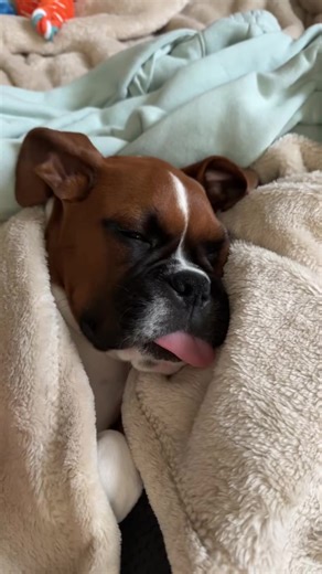 Life with a boxer 🤣 #funnyvideo #boxerdog #boxerdogsoftiktok #boxerpuppy #dogsoftiktok