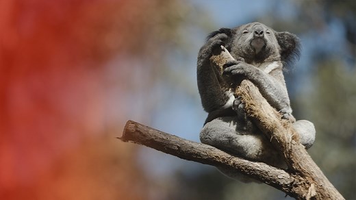 This small volunteer-run koala hospital is using crowdsourced funds to establish a world-first breeding program. | SBS Dateline