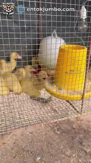Entok Jumbo 74.. #entok #entokjumbo #peternak #peternakan #peternakentok #entokjumbo.com #gxentok