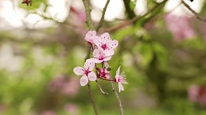 Pink Flowers Cherry Plum Tree Prunus Stock Footage Video (100% Royalty-free) 1101530525 | Shutterstock