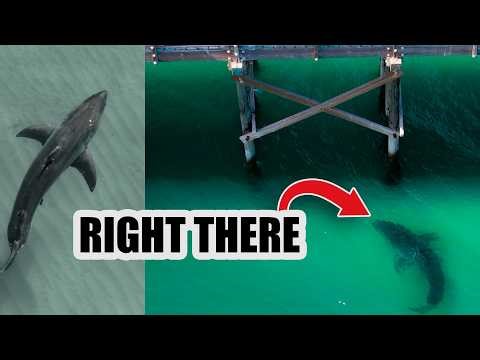 Nobody Noticed This Great White Shark Near a Pier!