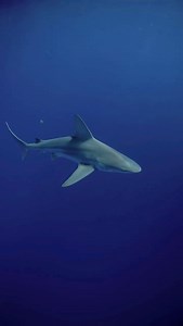 Can you identify this species of shark? Let me know in the comments below! #Sharks #diving | Dustin Burkhouse photography