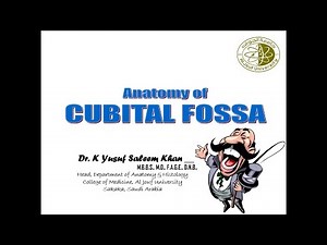 Anatomy of the Cubital Fossa || Dr. Yusuf ||