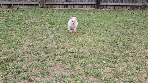 Pomsky puppy for sale