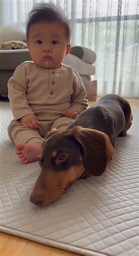ダックスフンドと赤ちゃん #赤ちゃん#ペット#犬のいる暮らし#猫のいる暮らし#赤ちゃんとペット