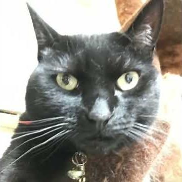 【喋る黒猫】298日目「推すなよ推すなよの巻」(CV:霊感レンタルおやじ。) #黒猫 #歌う猫 #喋る猫 #猫のいる暮らし