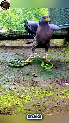 Eagle Attacks Snake… Only One Will Survive | Eagle’s Deadliest Strike Ever…Snake Never Saw It Coming