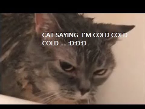 Cat saying I'm cold *TiK ToK 2019