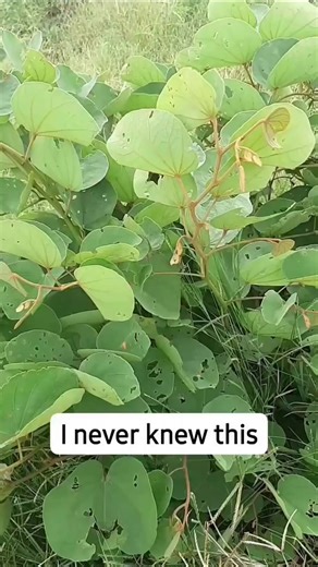 Ellen make Bule (@mamabakaellyk)’s videos with original sound - Ellen make Bule