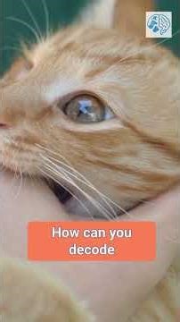 Why Your Kitten Has Diarrhea (Diet, Parasites, or Stress?).