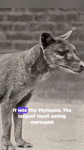 The Tasmanian Tiger Was Filmed… Then Erased #shorts #TasmanianTiger #extinction