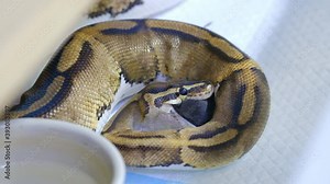 Snake eating a mouse, ball python eats a mouse, rat snake that subdues its prey by constriction. close up feeding. (Exotic Pet)