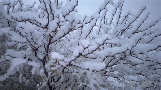 15 reactions | FOX 4 storm chaser Chad Casey was chasing snow last night out toward the Panhandle and captured these wintry scenes near Turkey (west of Childress). | Meteorologist Dan Henry | Facebook