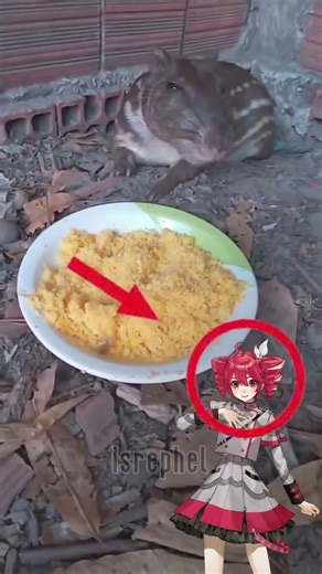 rat eats rice #cute #animals #funny