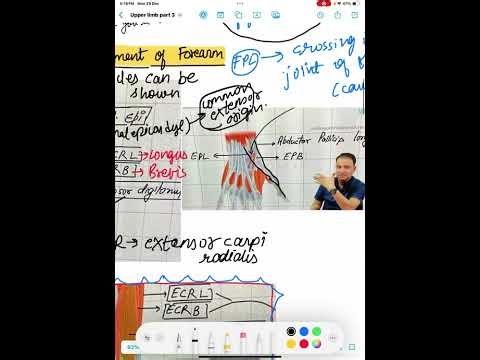 Forearm muscles& flexor retinaculum