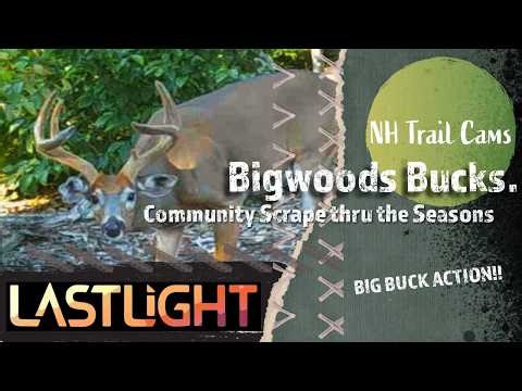 Bigwoods NH Bucks: Community Scrape Action thru the Seasons!