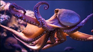 Movie with ecology of unknown octopus