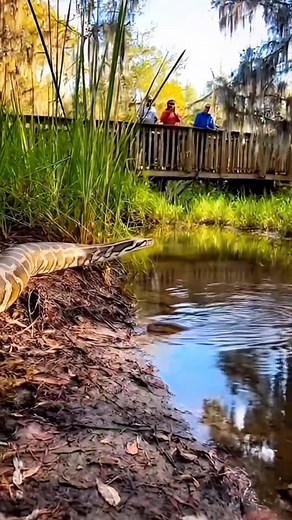 Python vs Electric Eel 🤯⚡️🐍 #animals #wildlife | Riteek Kashyap