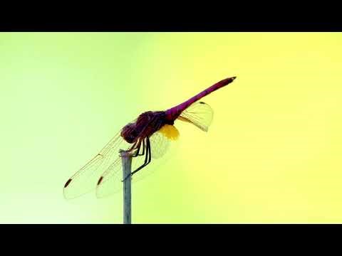 How to implement DevOps practices