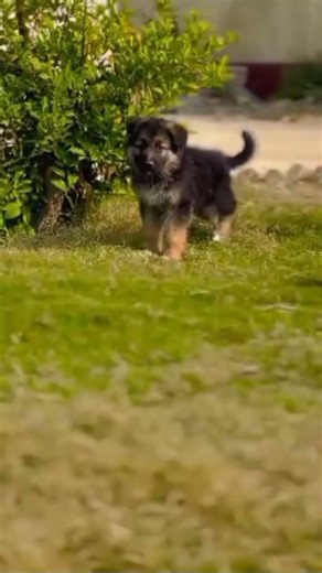 cute papy #dogs#dengerous #fyp#viralvideo #ytshorts