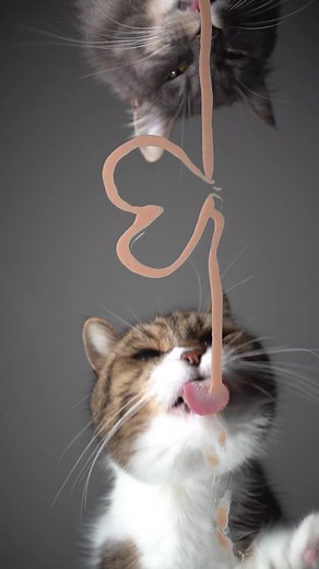 Don’t forget Mother’s Day 🫶 #furryfritz #catographer #cats #valentinesday #catlove