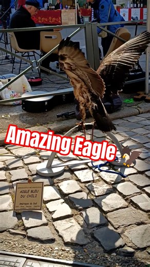 The Chili Blue Eagle Is Here! 🔥🔵 (Stunning Bird of Prey)