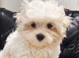 Mini maltese puppys - £1,300