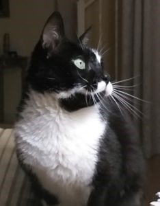 Holistic Support & Best Diet For Cats With Kidney Disease | Purrrfectly Holistic